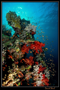 Reef life in Marsa Nakari :-D by Daniel Strub 